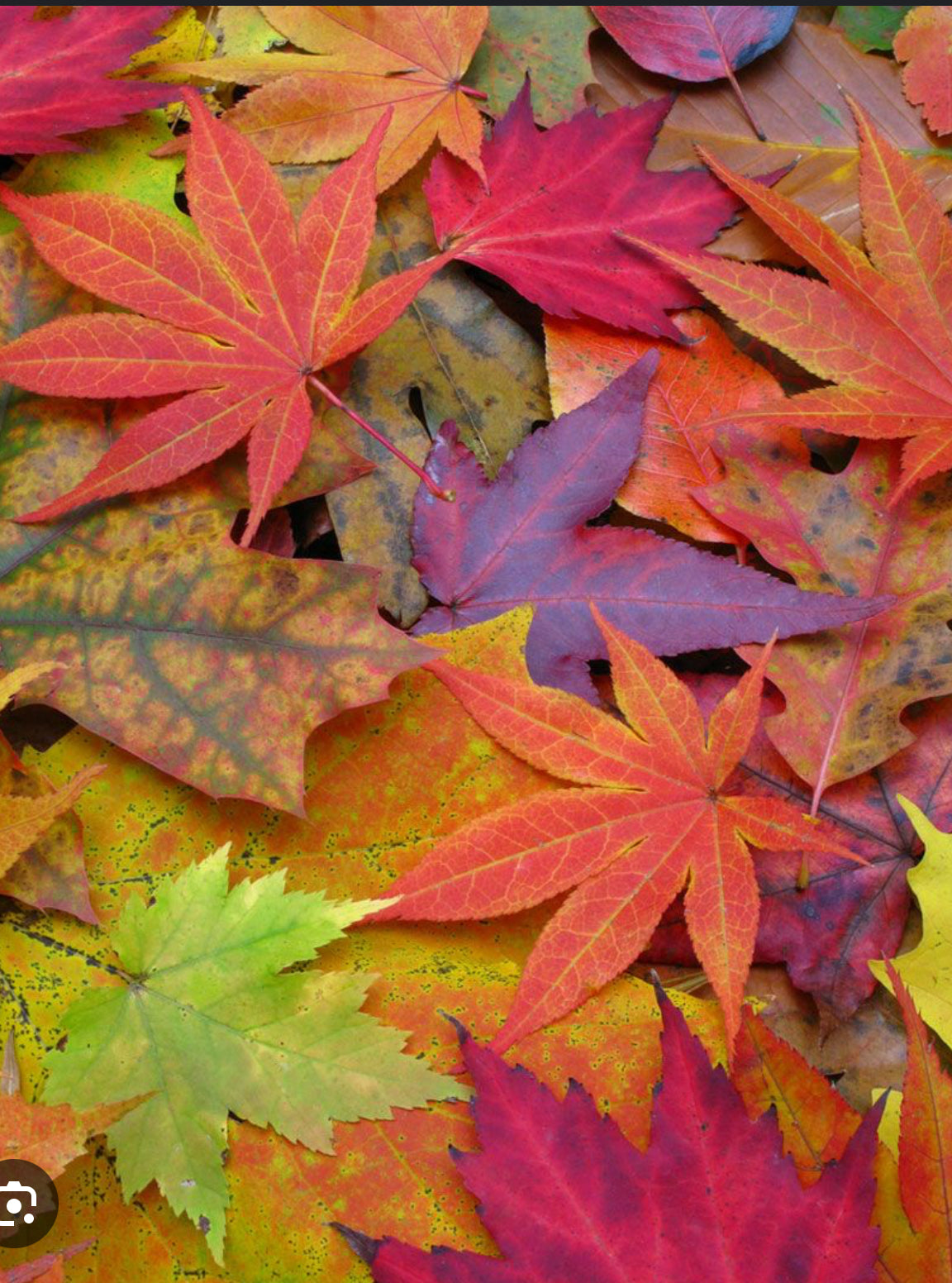 Fall Into Mystery